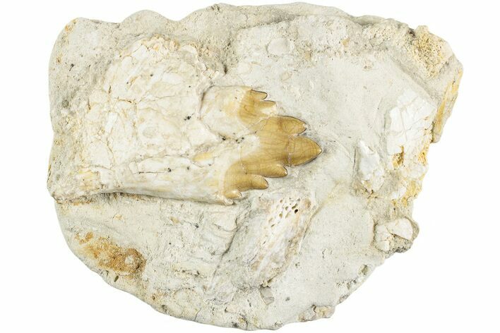 Primitive Whale (Basilosaur) Premolar Tooth in Situ - Morocco #238071